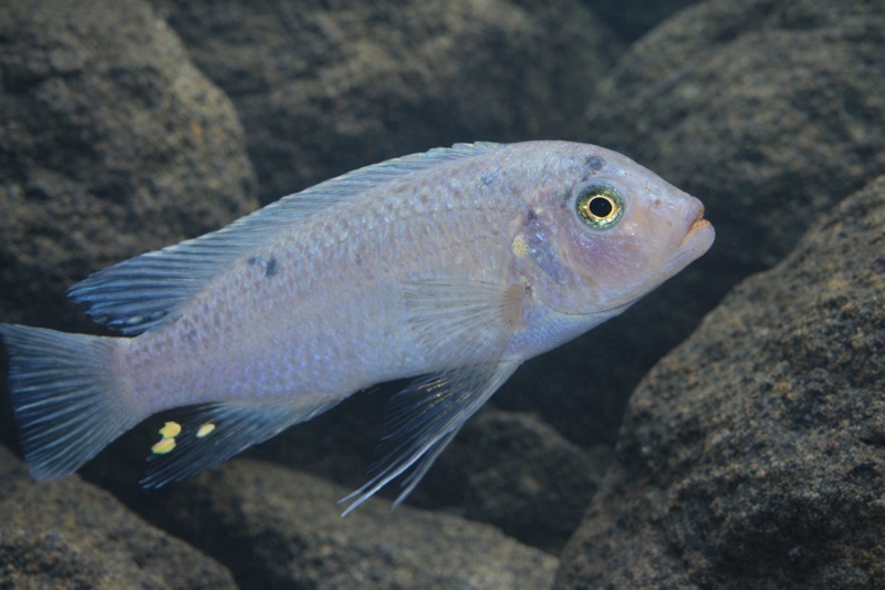 Maylandia callainos 'Mkondiwa Reef'